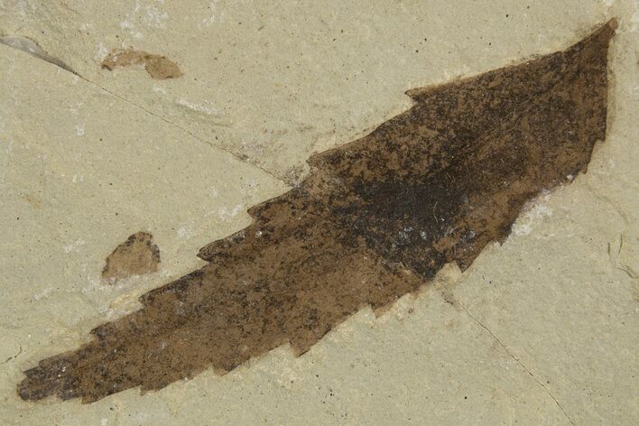 Eocene Fossil Sumac (Rhus) Leaf - Green River Formation, Utah #334266